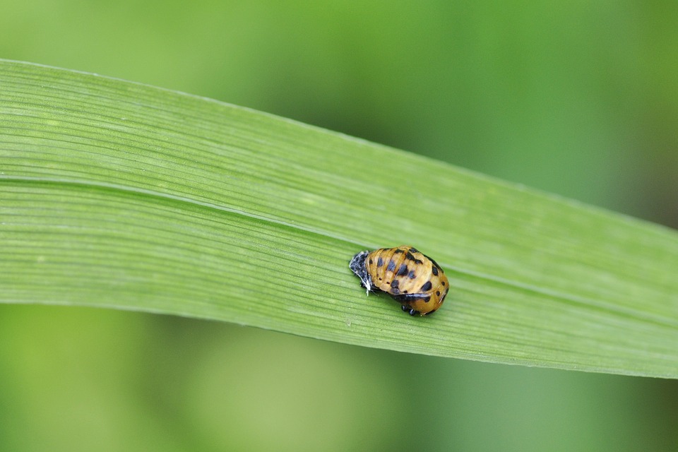 bug on a leaf
