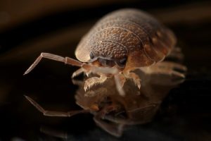 bug