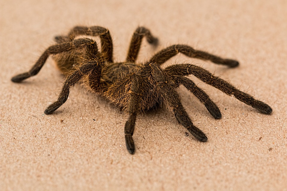 spider