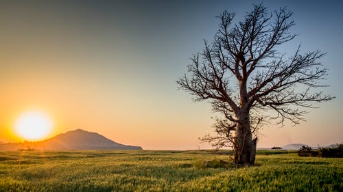 dead tree