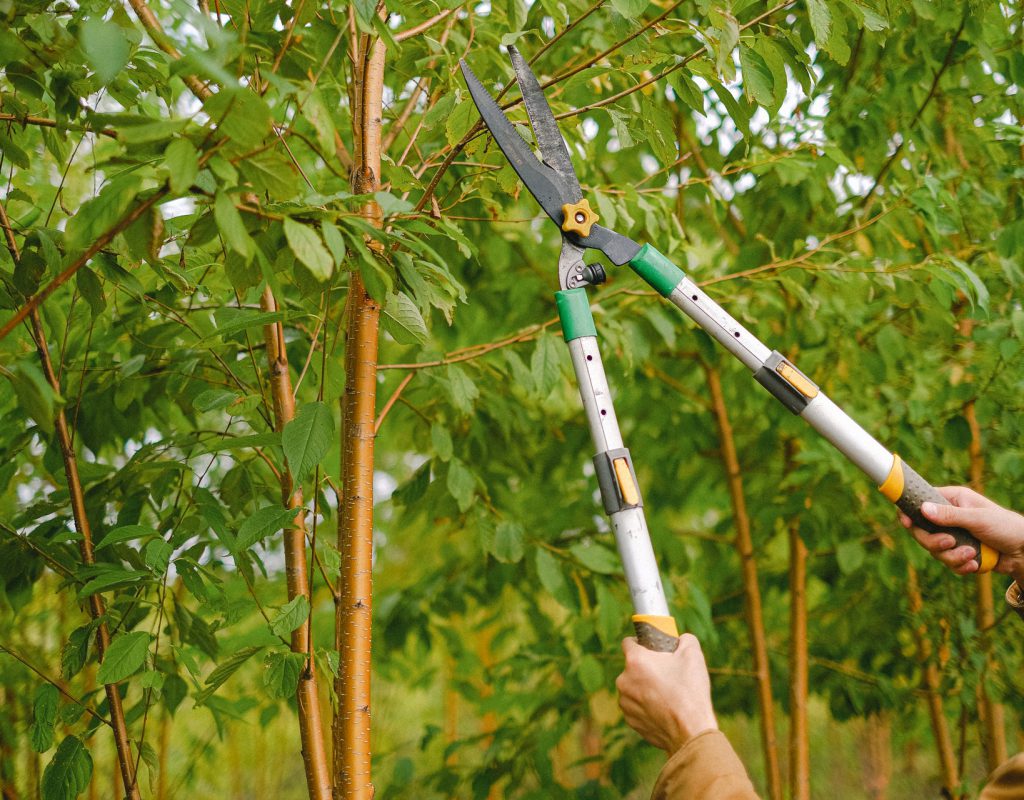 pruning trees