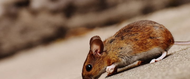 rat